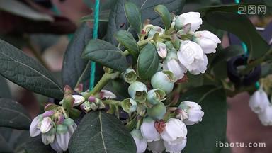 蓝莓大棚盛花期种植花青素受粉